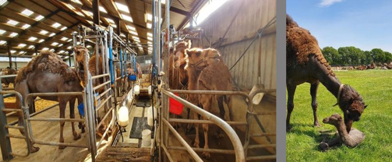 KBO halve dagreis "Tour de Kameel" <b><i>GEANNULEERD</i></b>