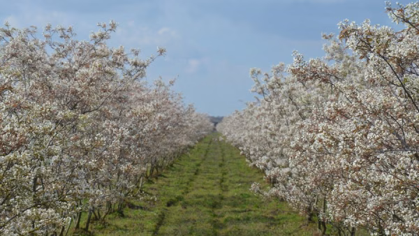 Mooie bloesemtocht bij Fruitbedrijf Stappers (zaterdag 12 april a.s.)