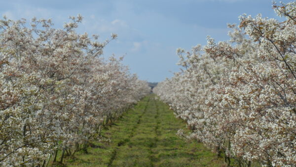 Mooie bloesemtocht bij Fruitbedrijf Stappers (zaterdag 12 april a.s.)