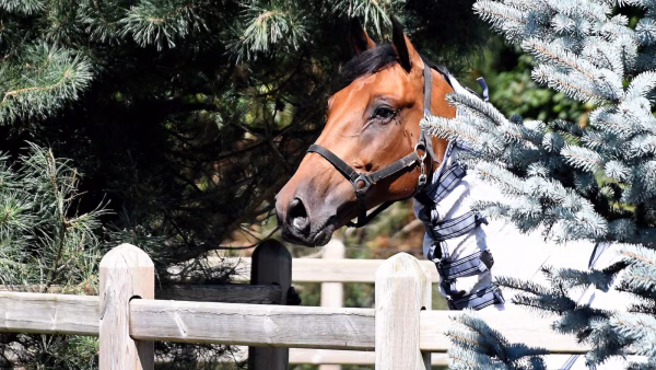 Indrukwekkende middag bij Carpe Diem Equestrian Team