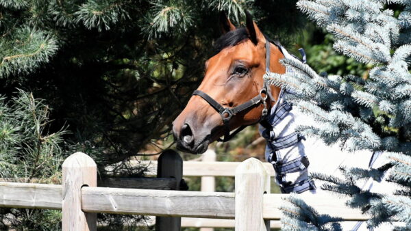 Indrukwekkende middag bij Carpe Diem Equestrian Team