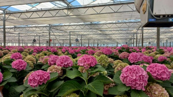 20250825_Bezoek_Nijssen-Hortensias-(1web)