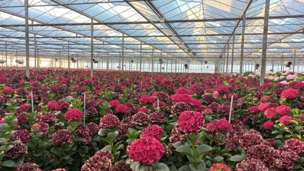 20250825_Bezoek_Nijssen-Hortensias-(2web)
