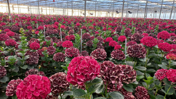 Terugblik bezoek Nijssen Hortensia’s (25 aug.)