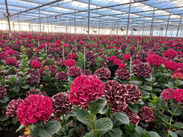 Terugblik bezoek Nijssen Hortensia’s (25 aug.)